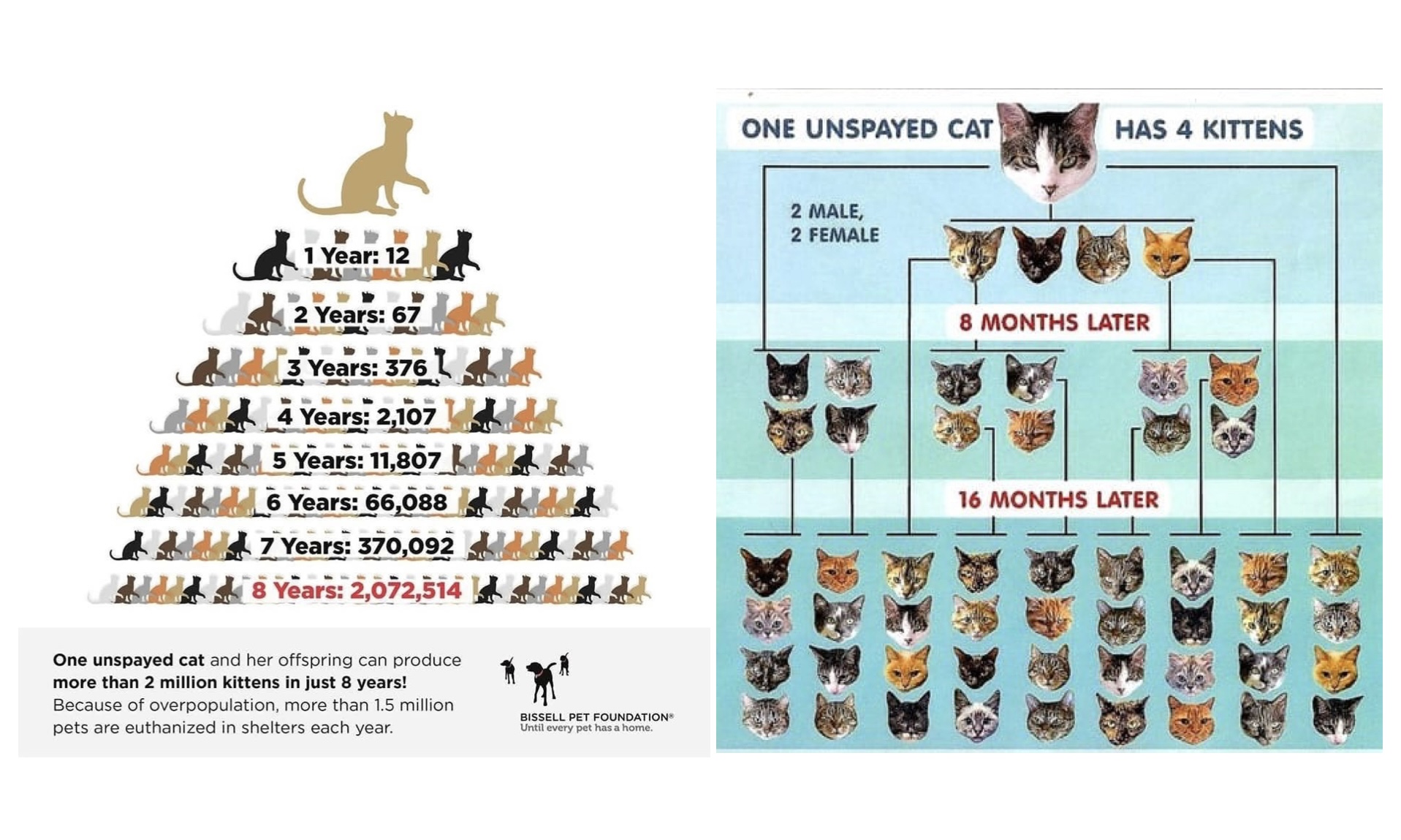 two cat diagrams showing one singular cat create hounders of cats in the world.
