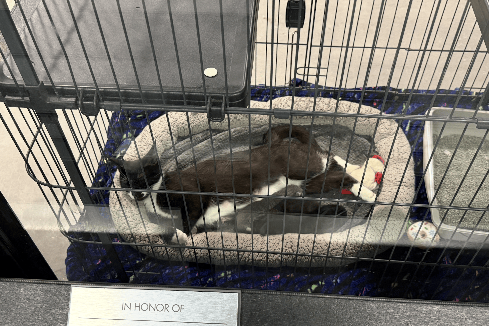 A mom cat feeding three kittens in a bed