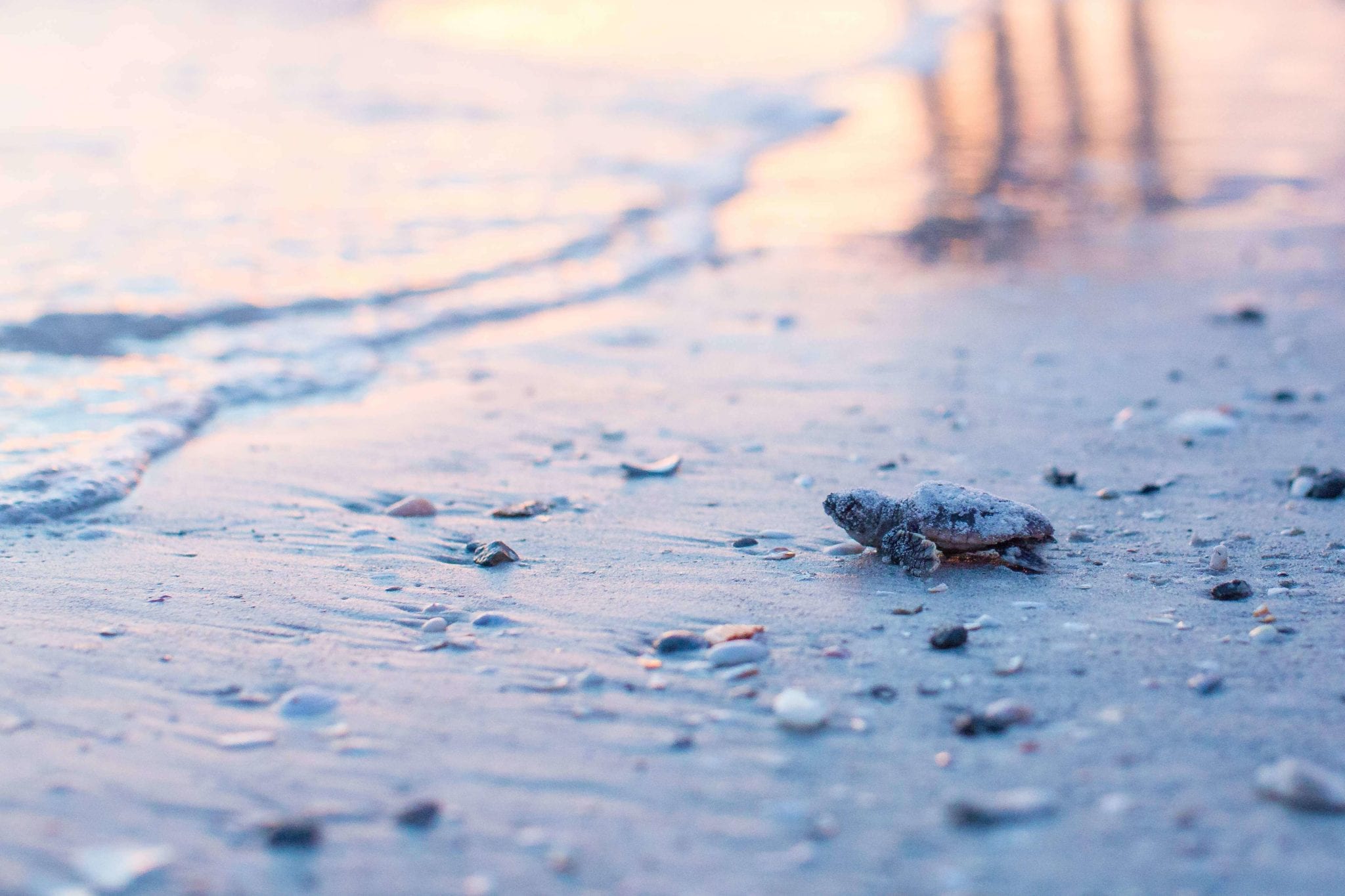 Sea turtle nesting season begins, conservation efforts ramp up along ...
