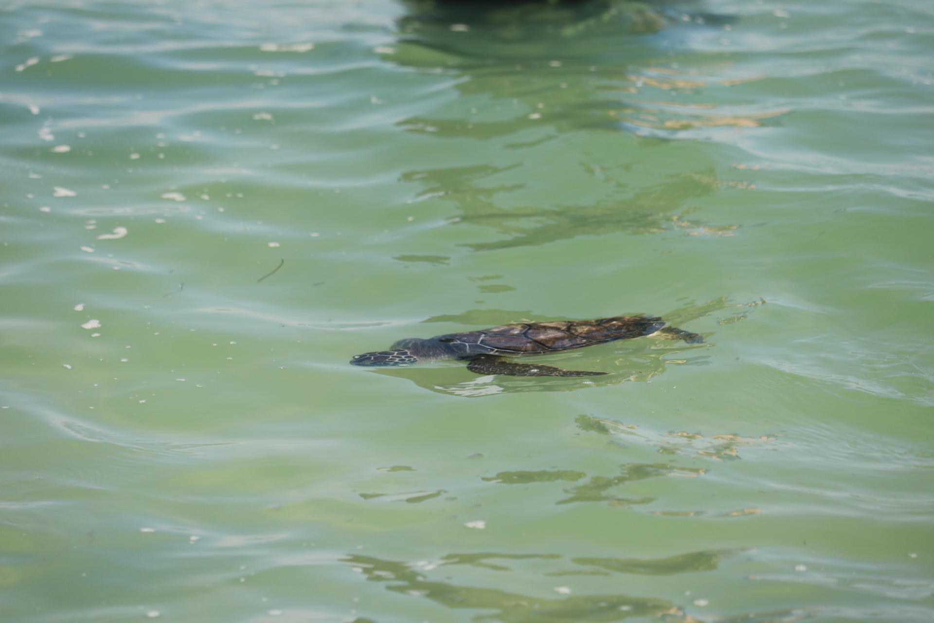 sea turtle in the ocean