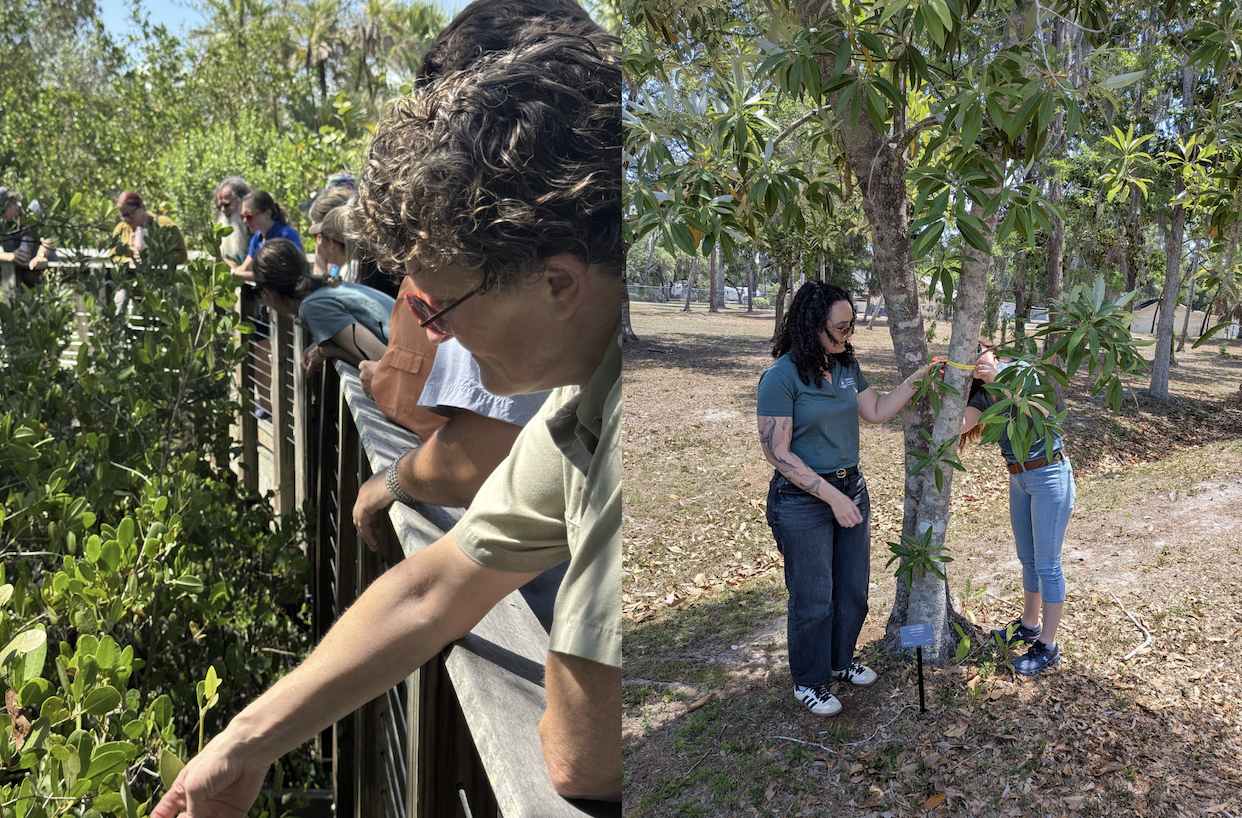 a man feeling plants on the left and on the right two girls measuring the tree